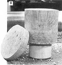 A 3" or 4" long piece of burl makes excellent material for this project. The photo above shows the lid material already separated.